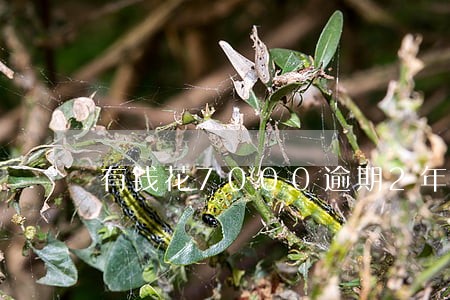 有钱花7000逾期2年 有钱花7000逾期2年