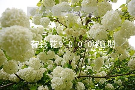 有钱花9000逾期 有钱花9000逾期