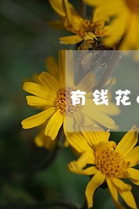 有钱花app逾期 有钱花app逾期