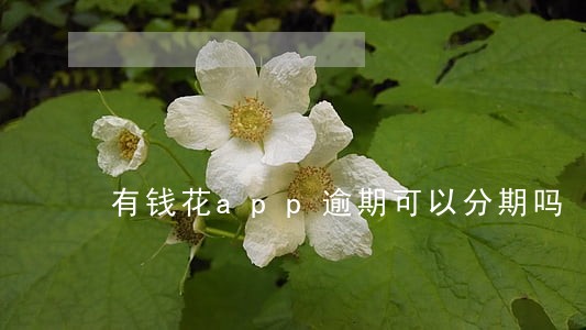 有钱花app逾期可以分期吗 有钱花app逾期可以分期吗