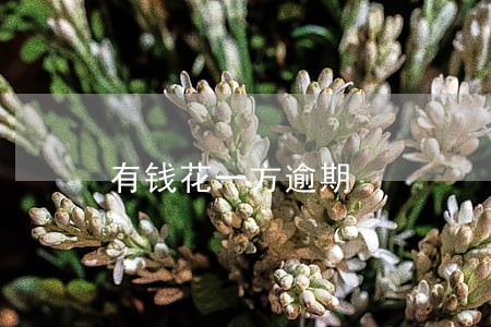 有钱花一方逾期 有钱花一方逾期