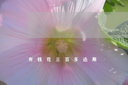 有钱花三百多逾期 有钱花三百多逾期