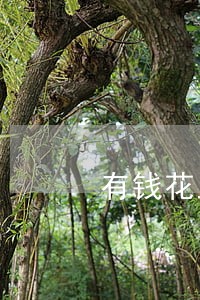 有钱花上征信不逾期 有钱花上征信不逾期