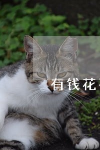 有钱花不逾期上不上征信系统