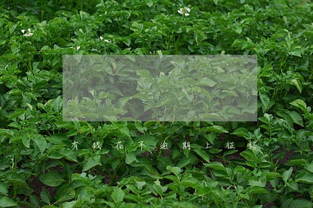 有钱花不逾期上征信 有钱花不逾期上征信