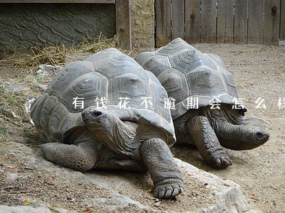 有钱花不逾期会怎么样 有钱花不逾期会怎么样