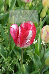 有钱花两万块逾期一年还多少 有钱花两万块逾期一年还多少