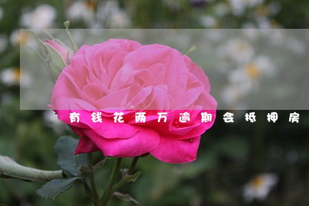 有钱花两万逾期会抵押房子吗 有钱花两万逾期会抵押房子吗