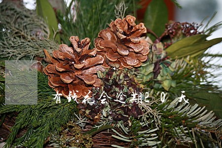 有钱花会逾期20天 有钱花会逾期20天