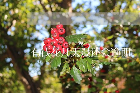 有钱花几天没还会逾期 有钱花几天没还会逾期