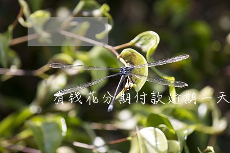 有钱花分期付款逾期一天 有钱花分期付款逾期一天