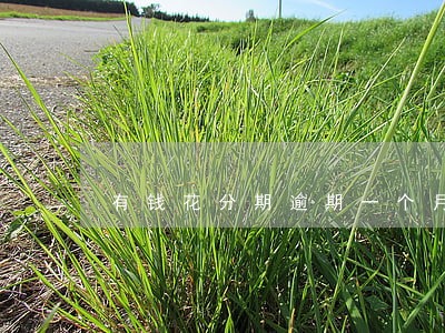 有钱花分期逾期一个月 有钱花分期逾期一个月