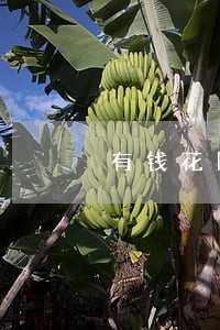 有钱花刚逾期一天就要打电话 有钱花刚逾期一天就要打电话