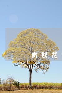 有钱花多次借款但未逾期