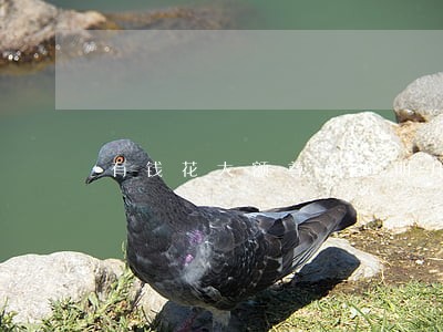 有钱花大额尊享逾期几天打电话