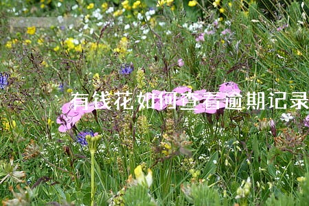 有钱花如何查看逾期记录 有钱花如何查看逾期记录