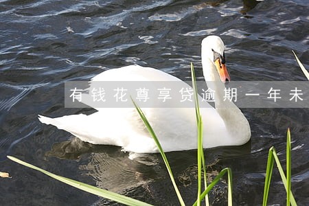 有钱花尊享贷逾期一年未还款 有钱花尊享贷逾期一年未还款