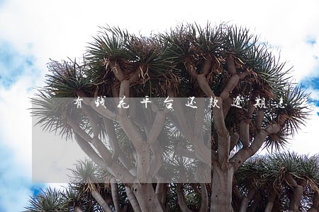 有钱花平台还款逾期怎么办