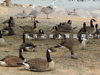 有钱花度小满逾期怎么还款 有钱花度小满逾期怎么还款