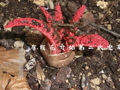 有钱花开始第二次逾期