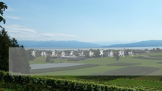 有钱花当天还款算逾期吗 有钱花当天还款算逾期吗