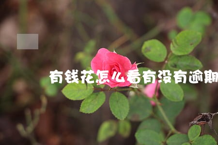 有钱花怎么看有没有逾期 有钱花怎么看有没有逾期