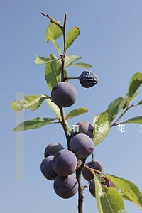 有钱花怎么算逾期