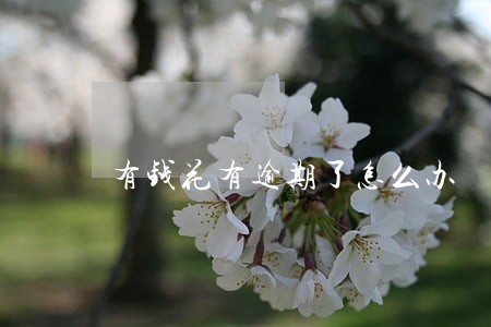 有钱花有逾期了怎么办 有钱花有逾期了怎么办