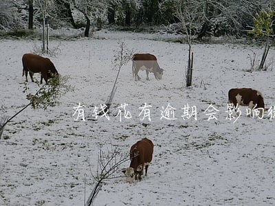 有钱花有逾期会影响微粒贷吗 有钱花有逾期会影响微粒贷吗