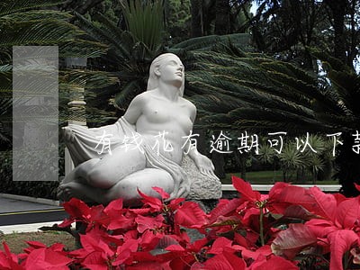 有钱花有逾期可以下款吗 有钱花有逾期可以下款吗