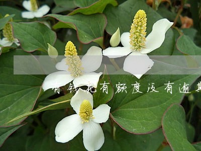 有钱花有额度没有逾期 有钱花有额度没有逾期