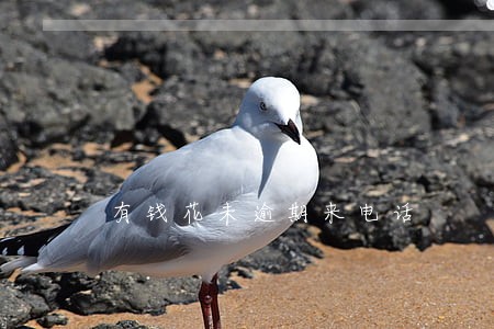 有钱花未逾期来电话