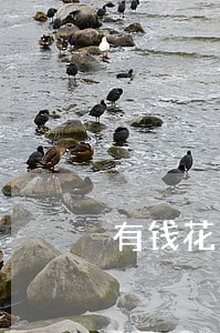 有钱花没有逾期借不了