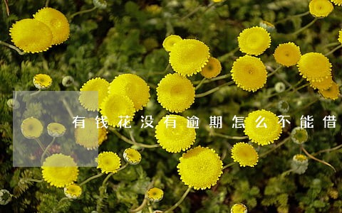有钱花没有逾期怎么不能借款了