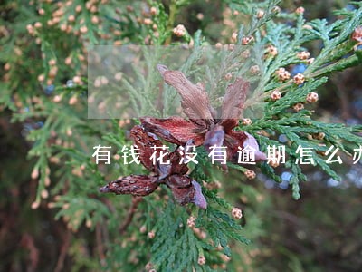 有钱花没有逾期怎么办