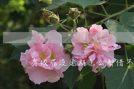有钱花没逾期怎么都借不出来 有钱花没逾期怎么都借不出来