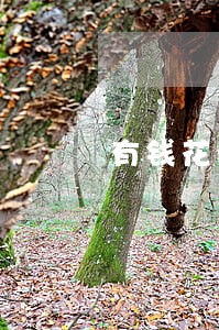 有钱花满意贷逾期20天利息 有钱花满意贷逾期20天利息