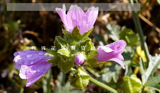 有钱花满易贷逾期一天 有钱花满易贷逾期一天