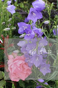 有钱花满易贷逾期怎么还 有钱花满易贷逾期怎么还
