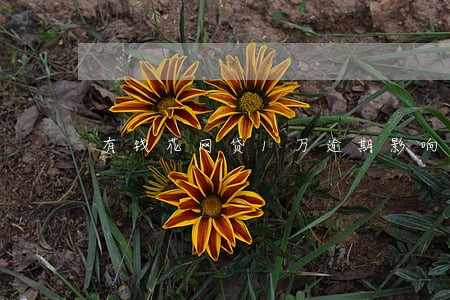 有钱花网贷1万逾期影响大吗 有钱花网贷1万逾期影响大吗