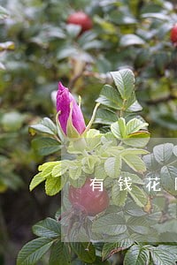 有钱花网贷逾期20天严重吗 有钱花网贷逾期20天严重吗