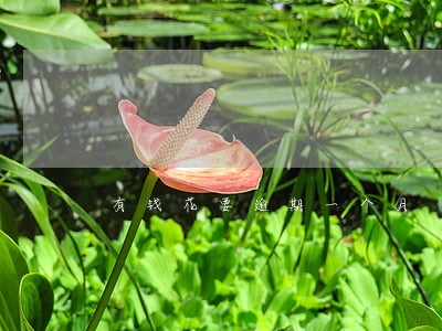 有钱花要逾期一个月 有钱花要逾期一个月