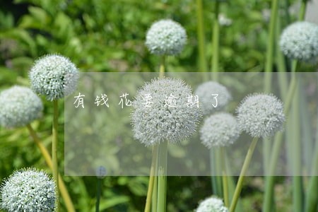 有钱花要逾期了 有钱花要逾期了