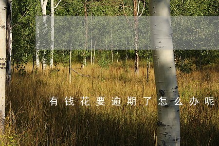 有钱花要逾期了怎么办呢 有钱花要逾期了怎么办呢