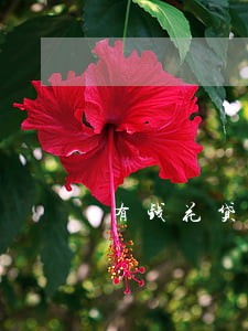 有钱花贷款三千逾期8个月 有钱花贷款三千逾期8个月