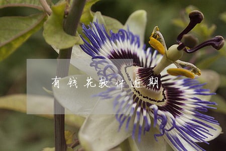 有钱花软件逾期
