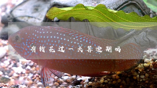 有钱花过一天算逾期吗 有钱花过一天算逾期吗