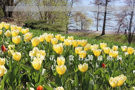 有钱花还款日算逾期吗 有钱花还款日算逾期吗