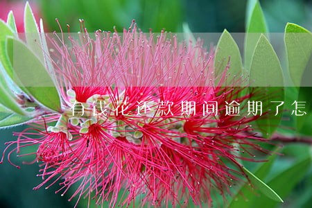 有钱花还款期间逾期了怎么办 有钱花还款期间逾期了怎么办