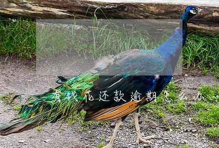 有钱花还款逾期怎么办 有钱花还款逾期怎么办